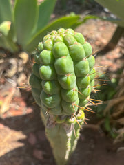 💎👑💎 Havran — Large Established Graft on PC