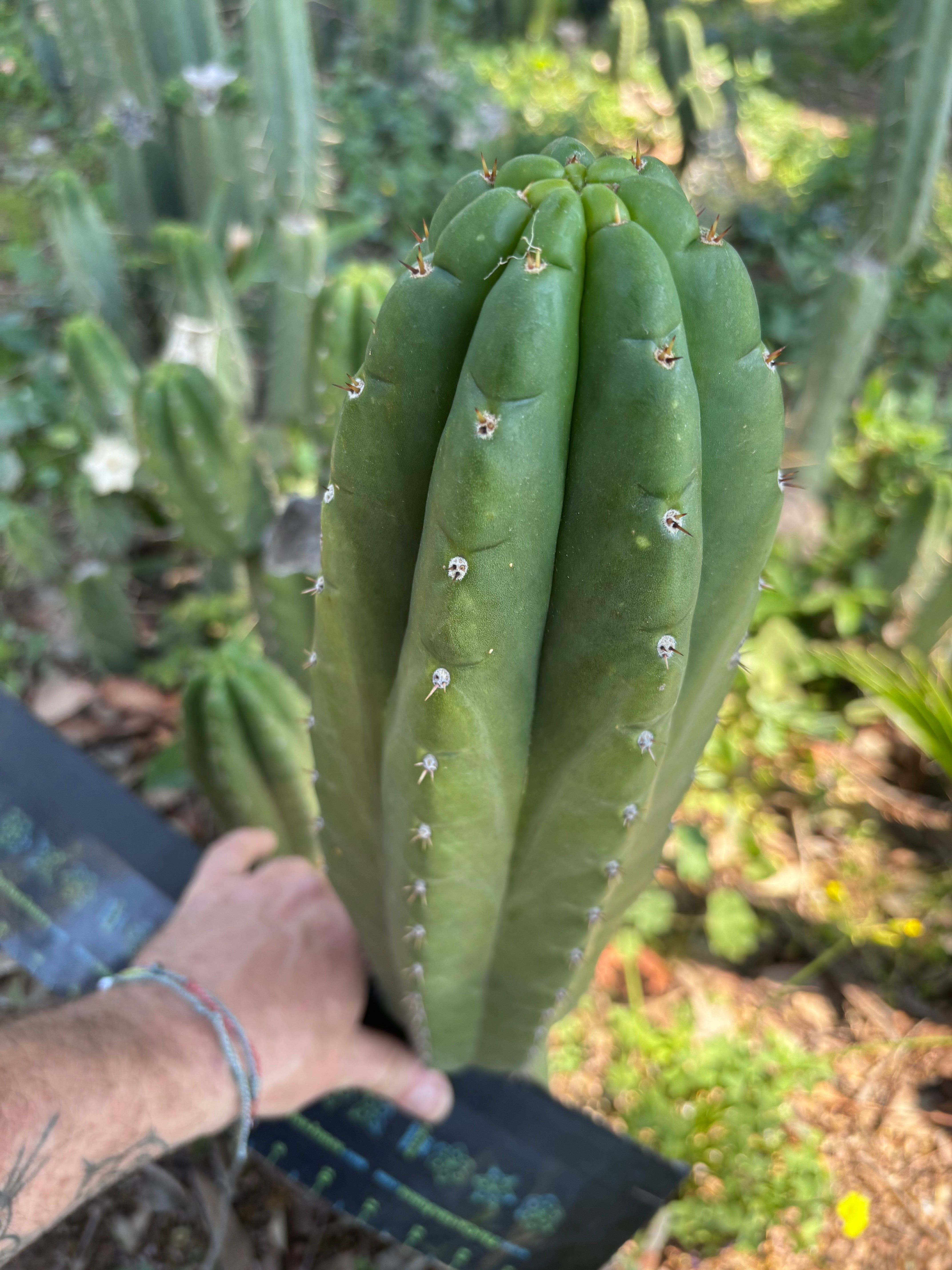 👑💎🌶️ Lima — MASSIVE 16” Pup