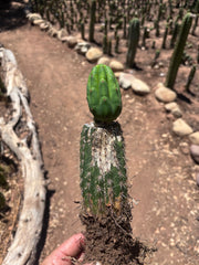 👑🌶️🌶️ KR04 — Whole Rooted Graft