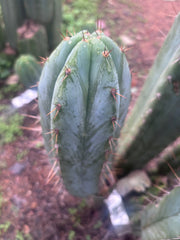 👑🌶️ Kimnach — Beefy 10” Tip