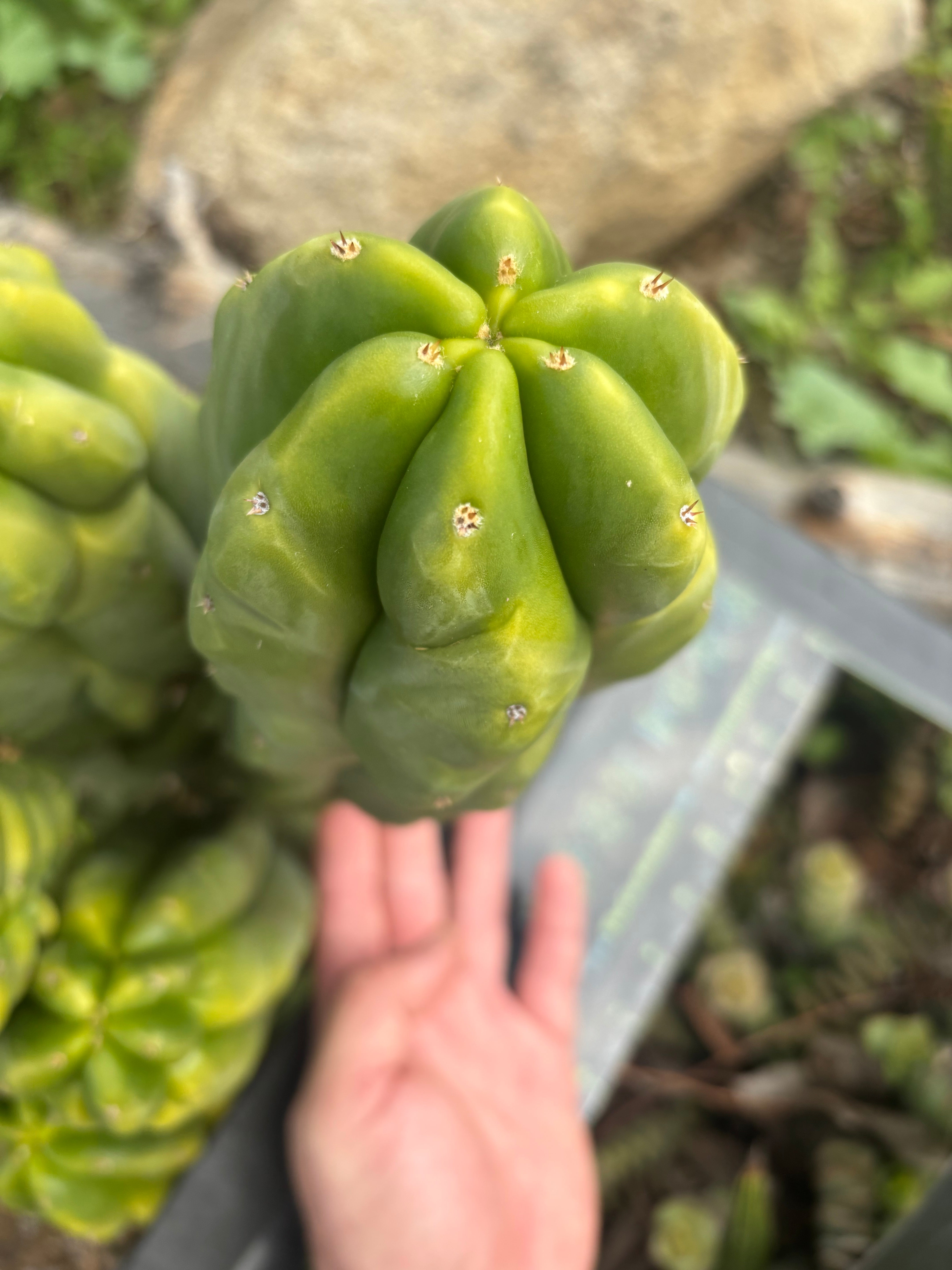 Custom Listing for Daniel S