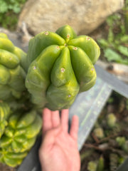 Custom Listing for Daniel S