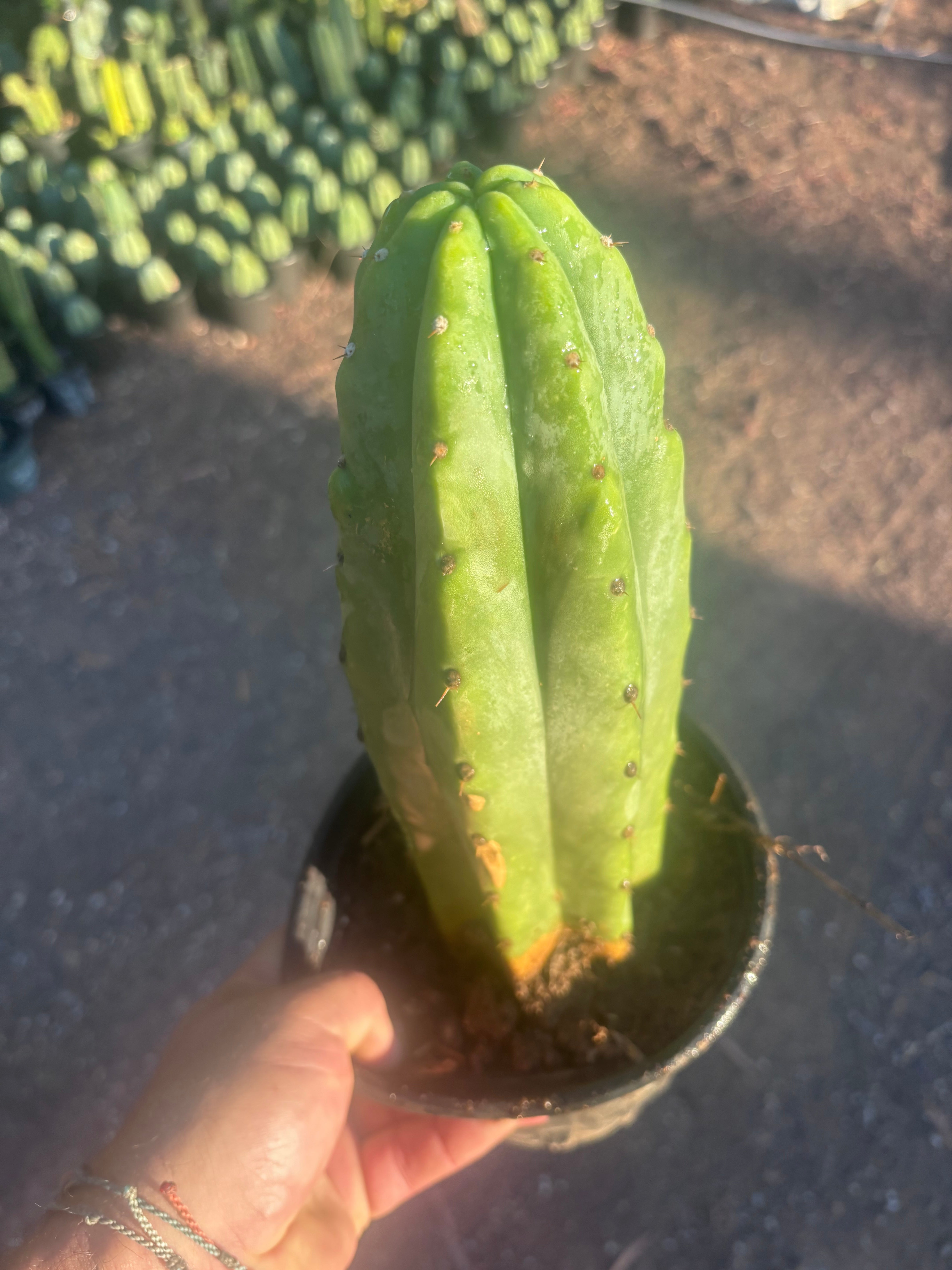 👑🌶️🌶️ Landfill — Rooted Plump 12”
