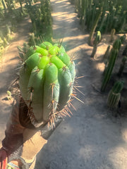 👑💎 Rimac Valley — Gorgeous 13” Tip