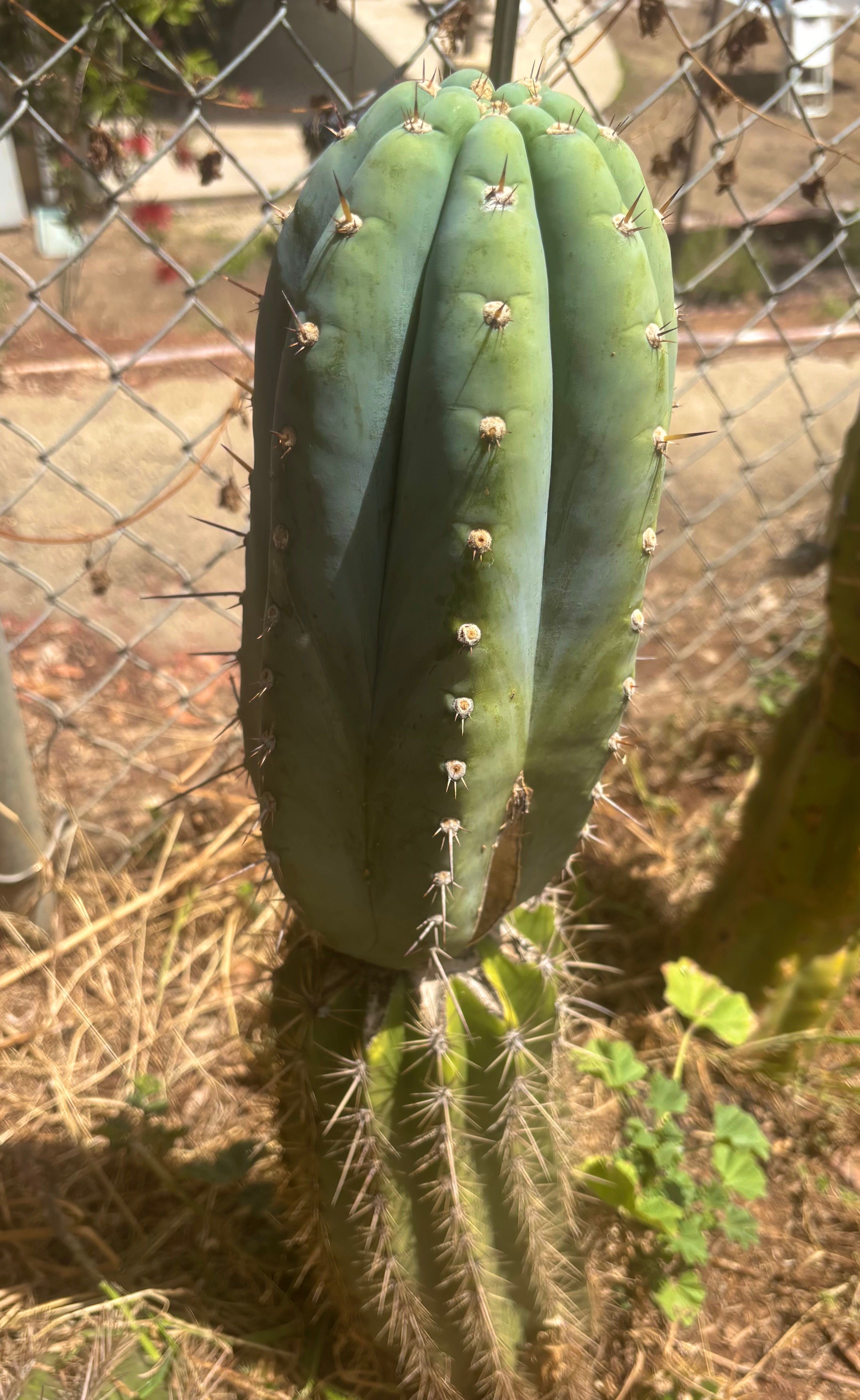 💎👑💎 Althea — *Massive* 9” Tip