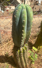 💎👑💎 Althea — *Massive* 9” Tip