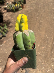 💎🔰 Ferah x Velvet, Vari #2 (FVV2) — Rooted Tip Graft
