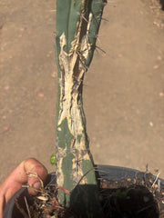 👑🌶️🌶️ Dulzura — Fully Rooted 14”