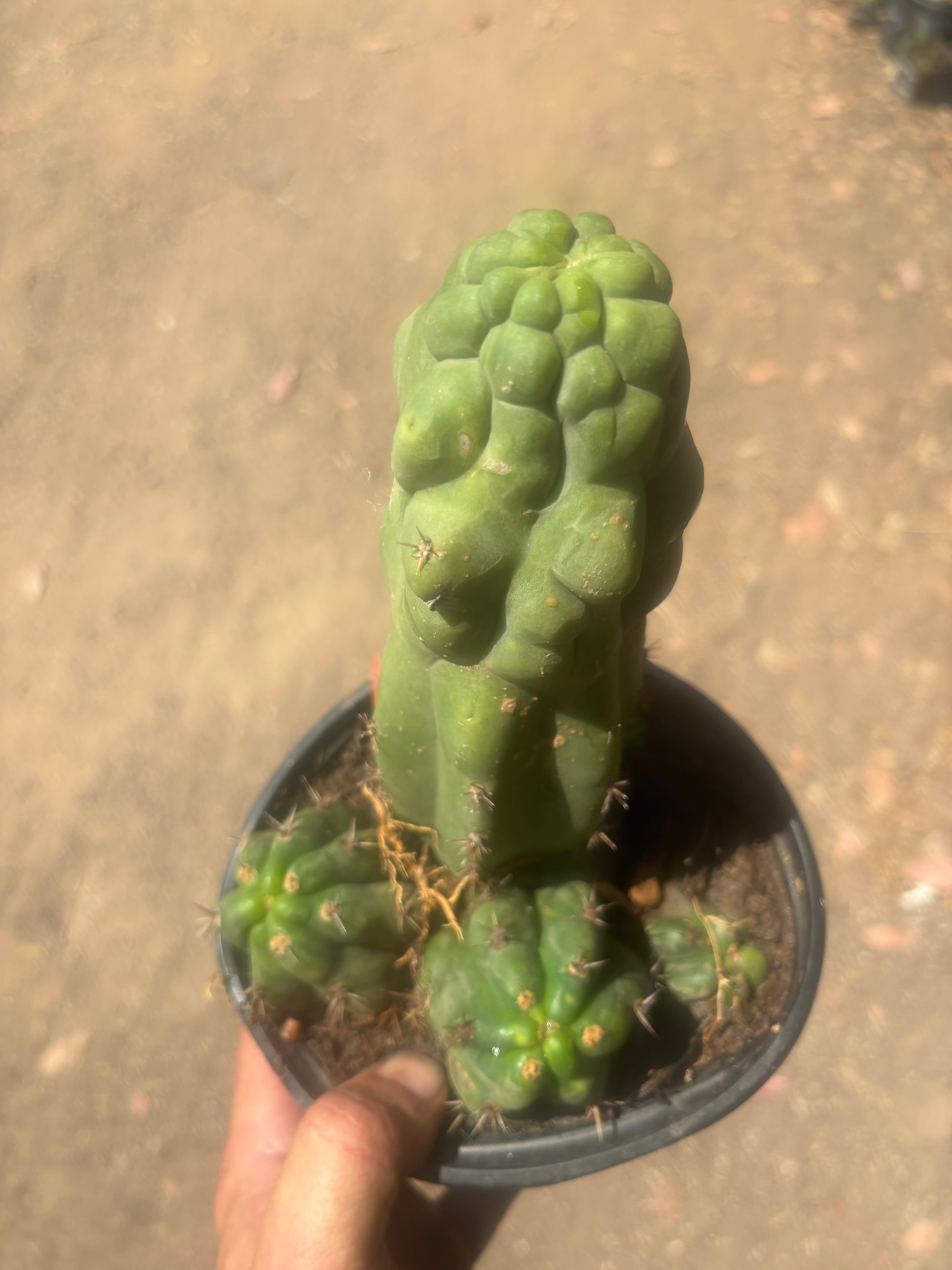 💎 Malo4 x TPM — Rooted Mini Stand