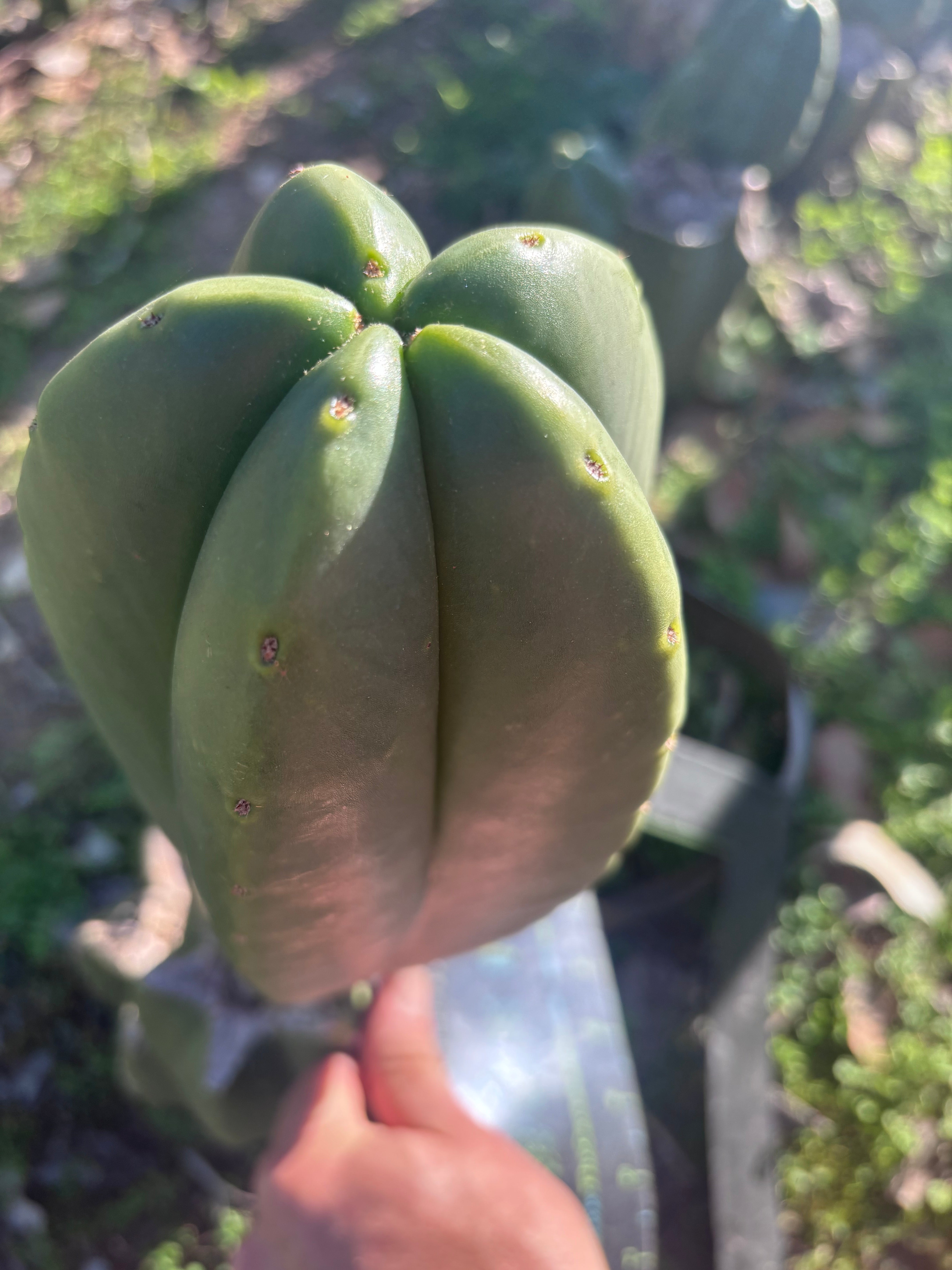 💎👑🌶️ Zulk — XL 11” MELON Pup