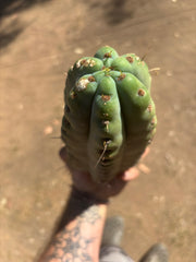 💎🌶️🌶️ NOM —  Fat 10” Tip