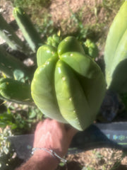 💎👑🌶️ Zulk — XL 13” MELON