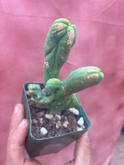👑💎🌶️🌶️ TBMC — Rooted 6”