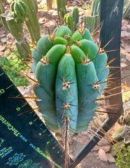 Rosei2 x TA01 (Peru x Peru)— Thick 10” Tip