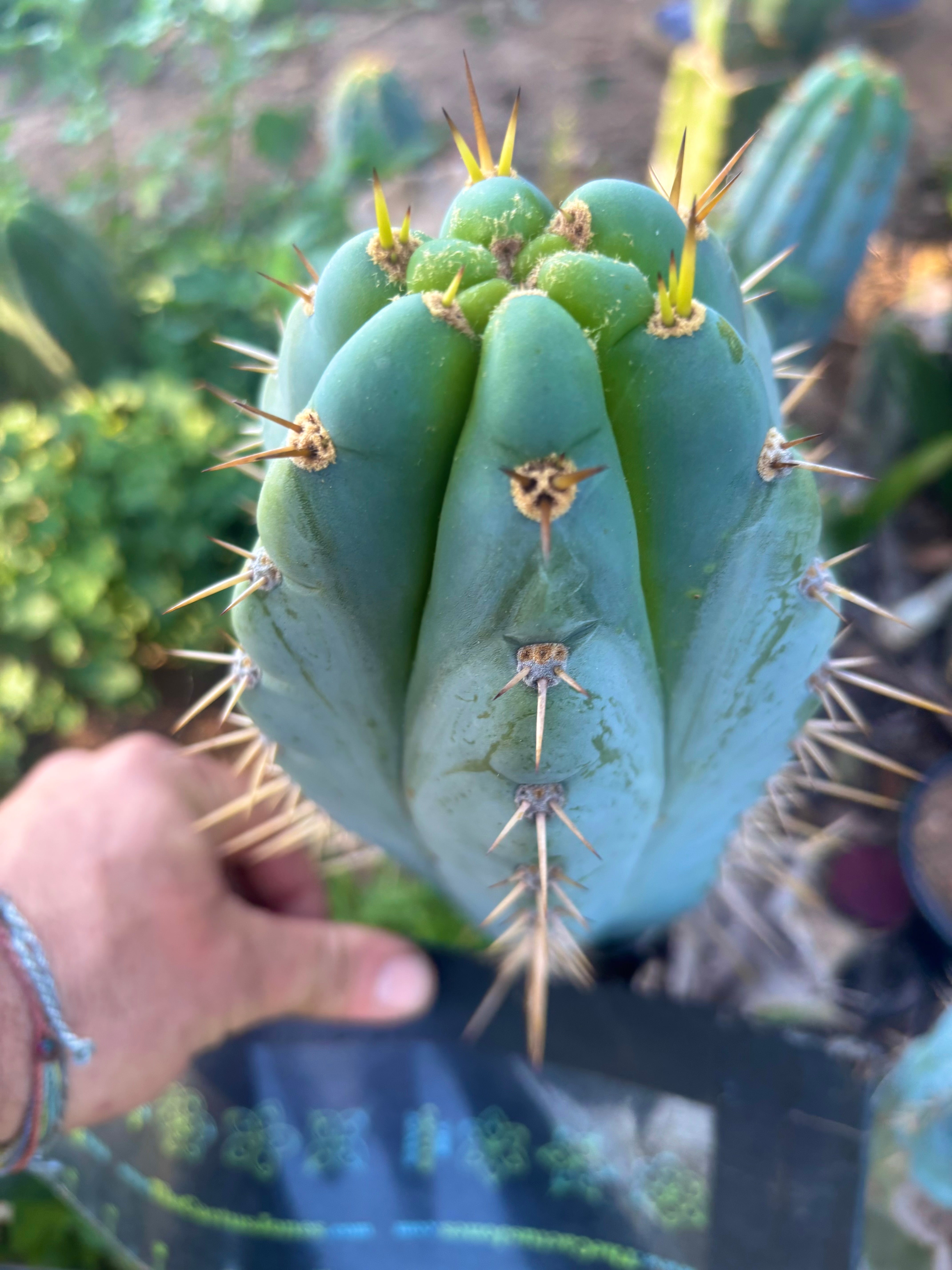👑💎 Ridiculous — Fat 8.5” Tip