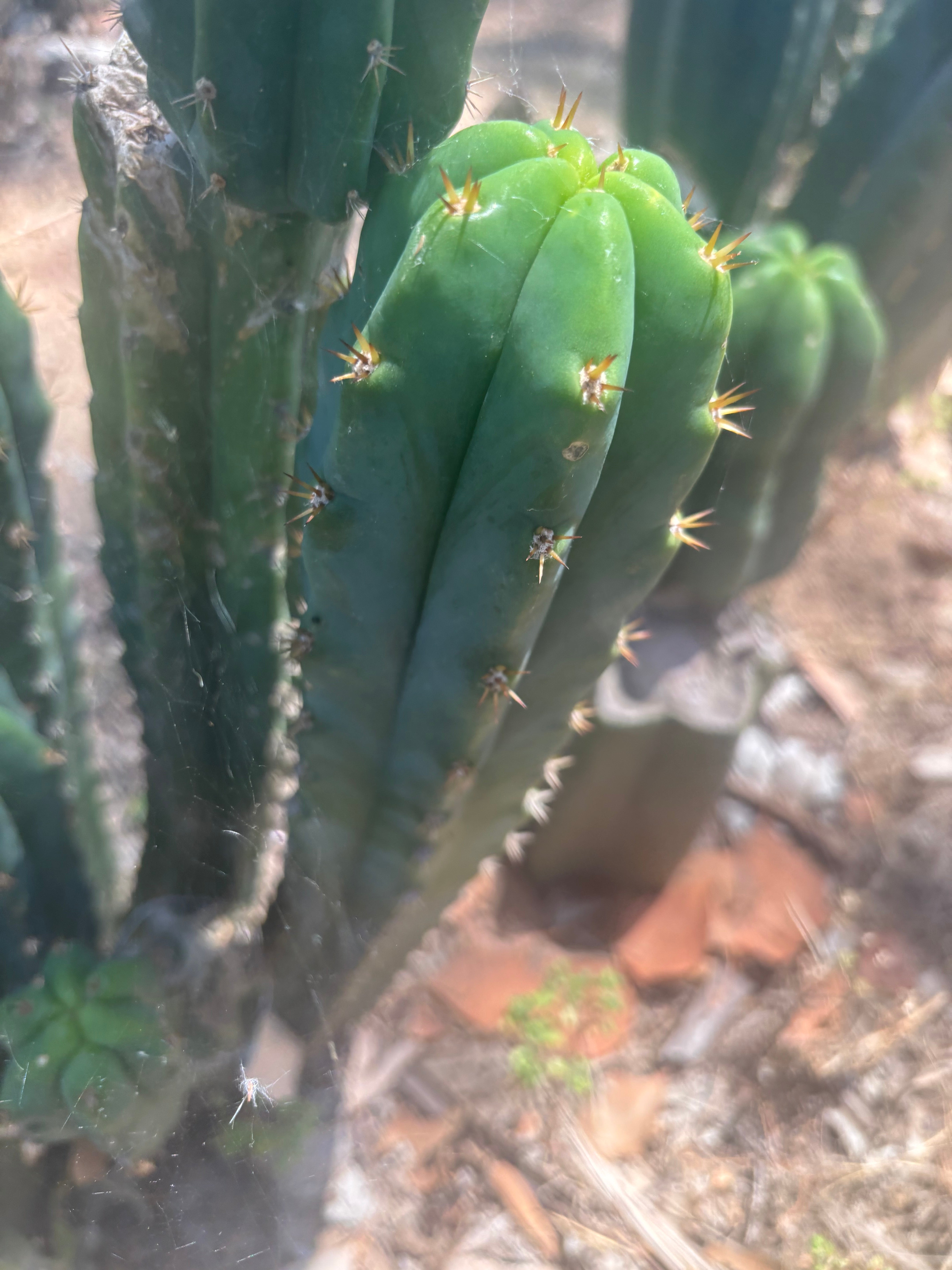 🌶️🌶️ NoidTwo — 13” Tip