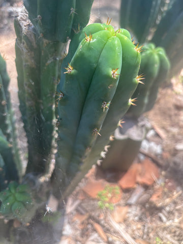 🌶️🌶️ NoidTwo — 13” Tip