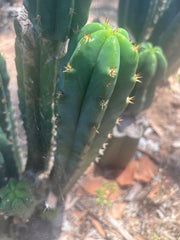 🌶️🌶️ NoidTwo — 13” Tip