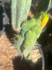 💎👑🌶️ Bruce — 8” Tip