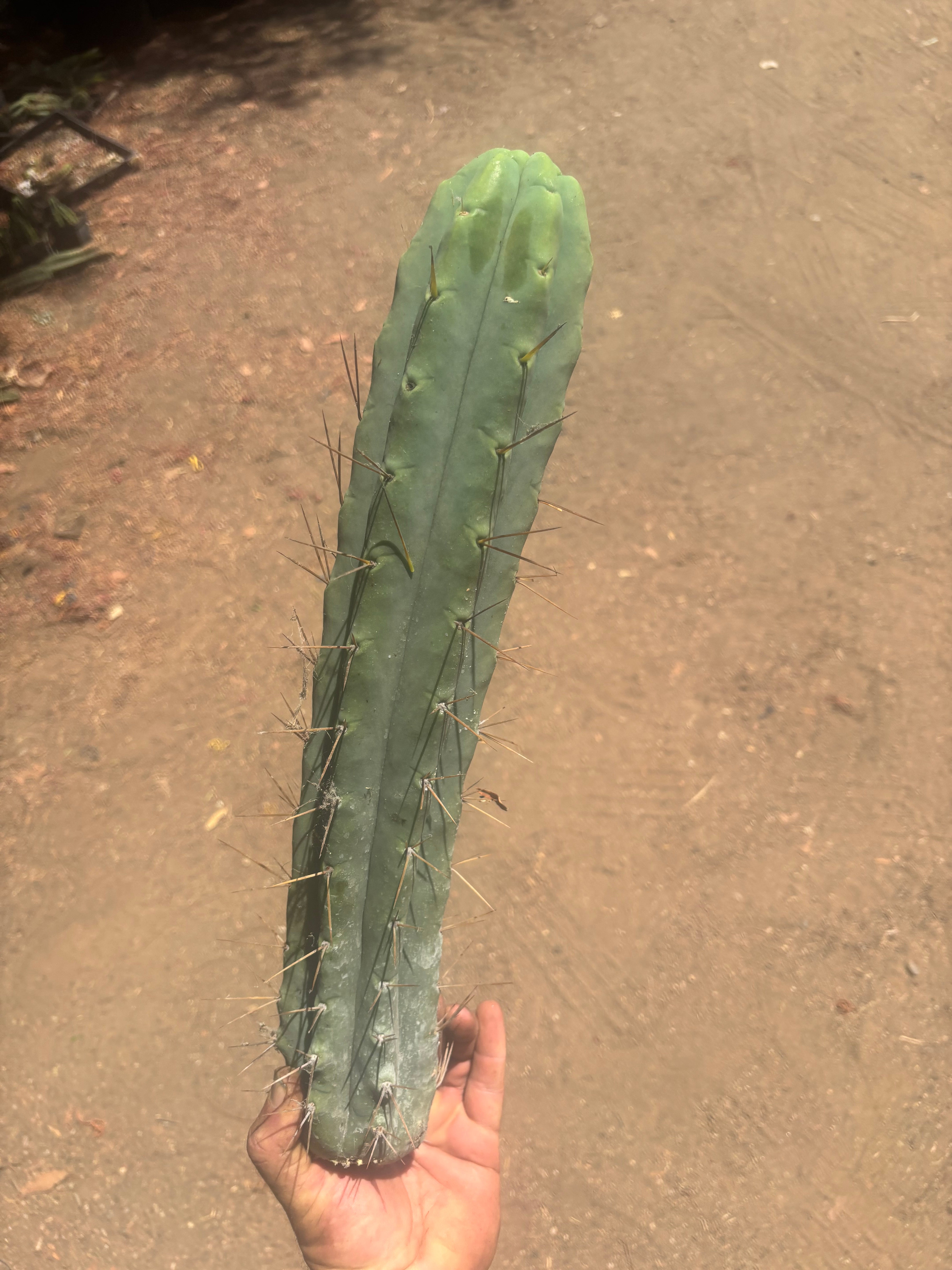 👑🌶️🌶️ Eileen — XL 16” Pups — 3 Identical in Stock
