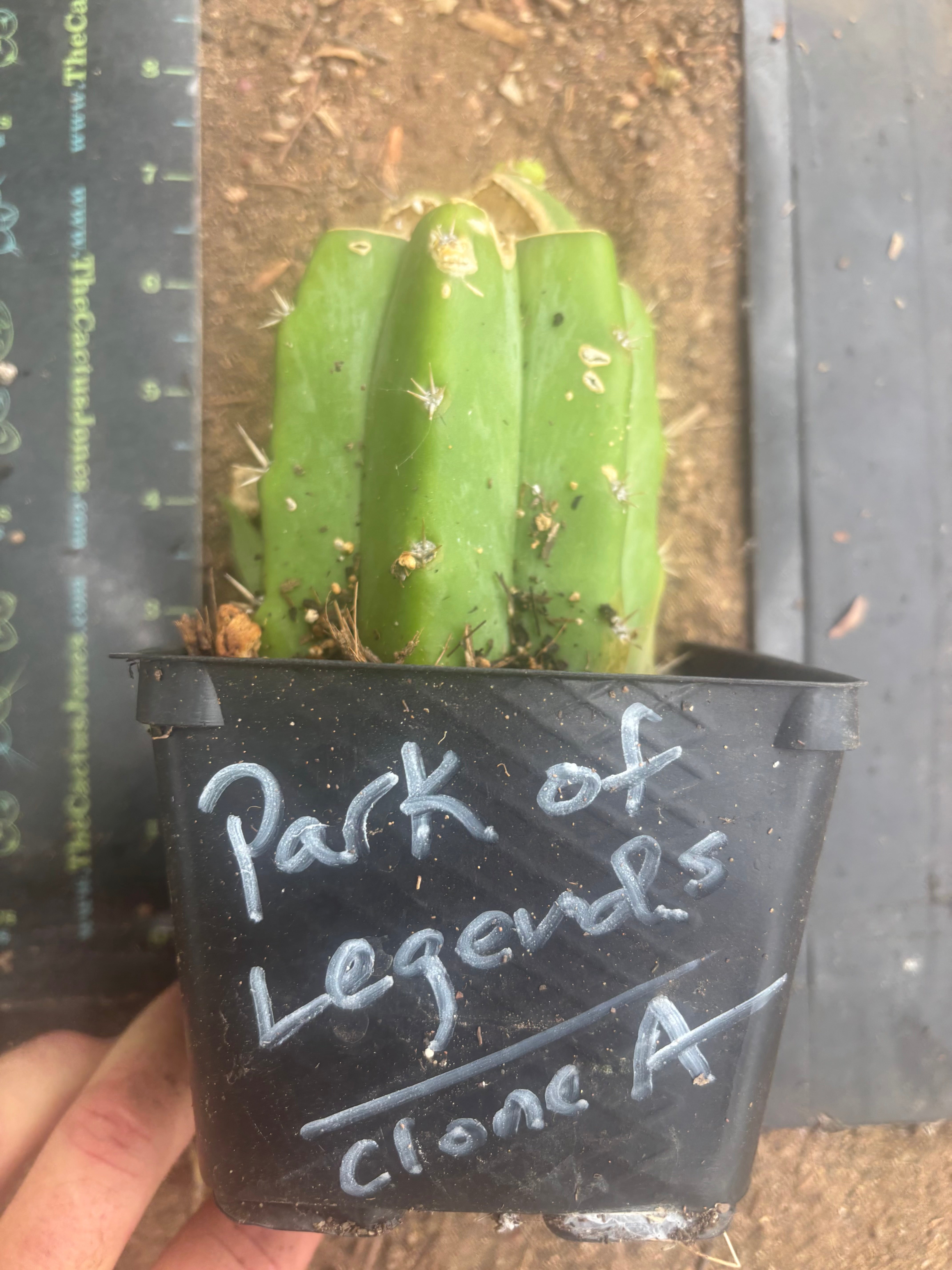 💎👑💎 Parque de las Leyendes —BK08611.4 Clone A —  Rooted Slab Graft w/ Pup