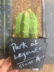 💎👑💎 Parque de las Leyendes —BK08611.4 Clone A —  Rooted Slab Graft w/ Pup