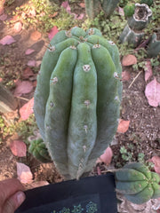 👑🌶️ Restocked (Again) — Ventucky Blue — 10” Tips