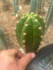 💎👑💎🌶️ CareBear — Chonky 5” Tip
