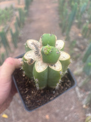 💎👑💎 Parque de las Leyendes —BK08611.4 Clone A —  Rooted Slab Graft w/ Pup