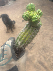 💎👑💎 Havran — Established Multi-Pup Slab Graft, Rooted