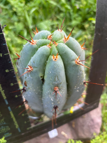 💎👑 Moonchild — FAT 8” Tip