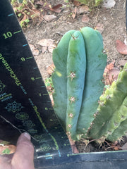 🌶️🌶️ NoidTwo —10” Pup