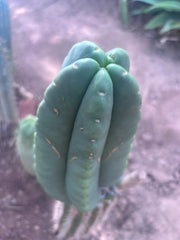 💎👑💎🌶️ Ferah — XL 9” Melon