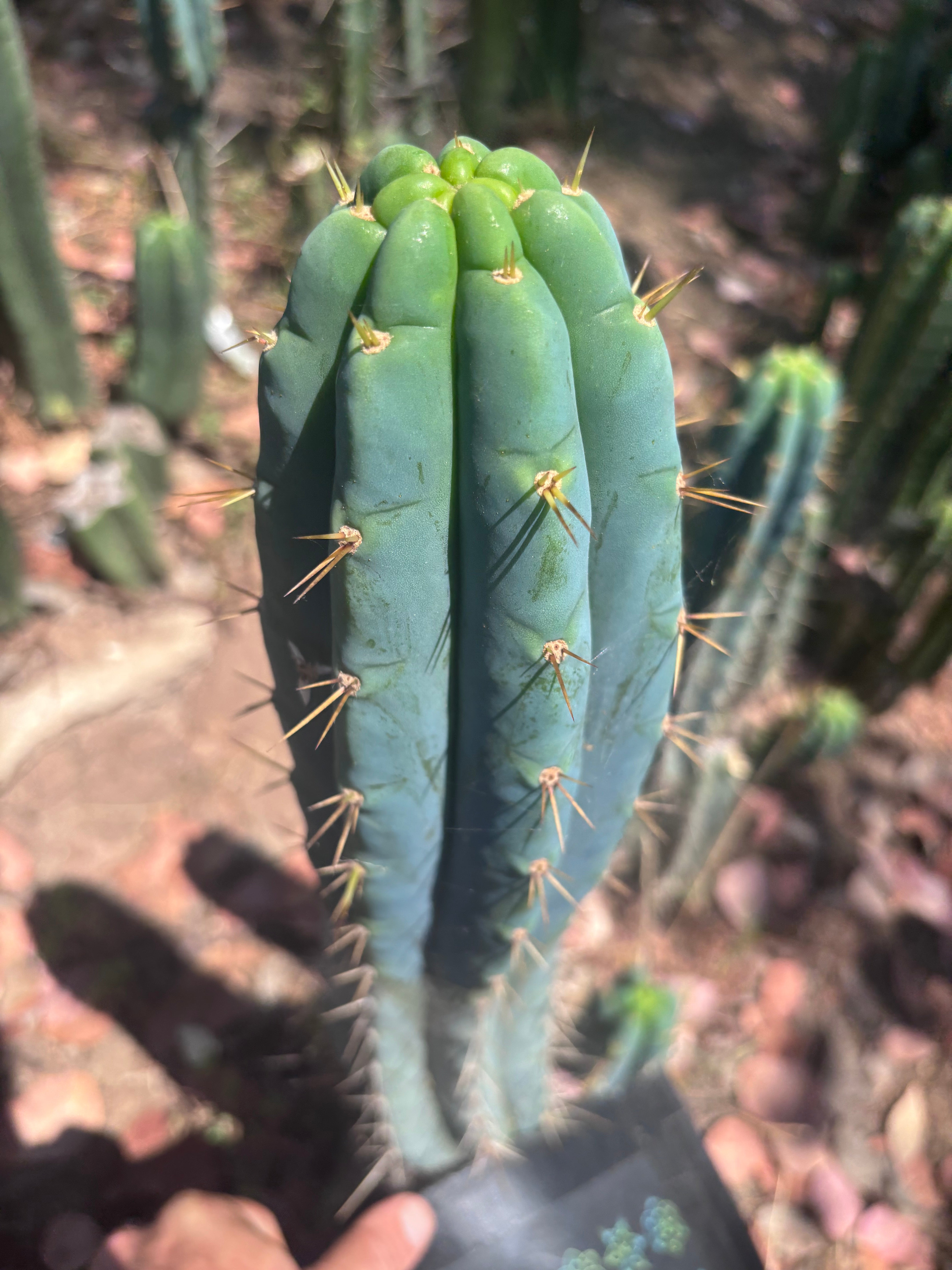 🌶️ 0201 — XL 15” Pup