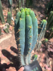 🌶️ 0201 — XL 15” Pup