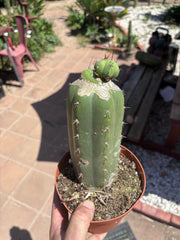 👑💎🌶️ CSD — Pupping Slab Graft (Rooted / Whole)