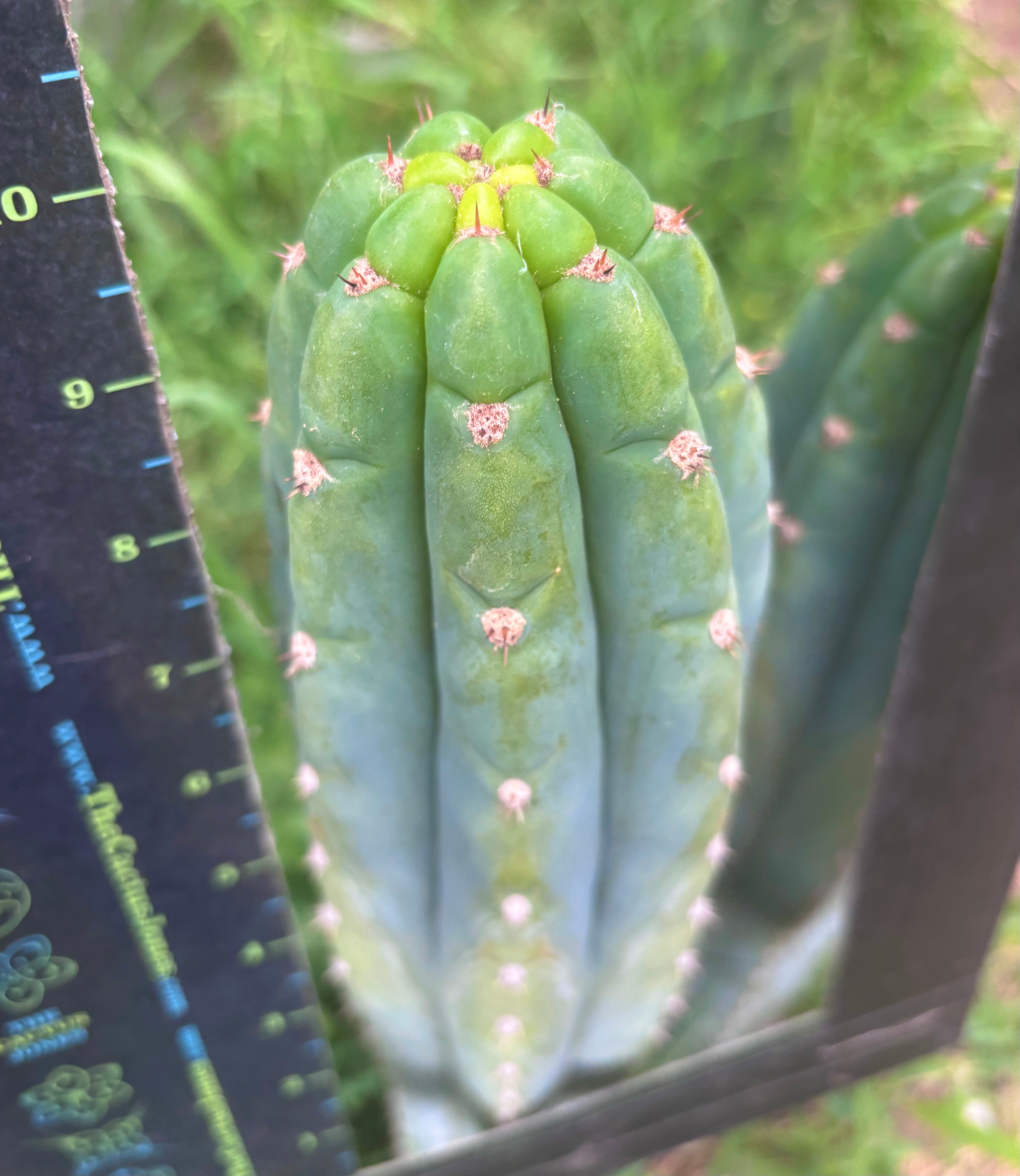 👑 Gene’s Driveway — 10” Tips