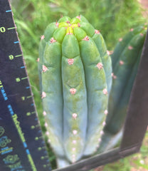 👑 Gene’s Driveway — 10” Tips