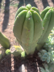 👑🌶️🌶️ Ogun — 9.5” Tip