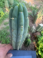 💎👑🌶️🌶️ Austy’s Bomb — 9” Tip