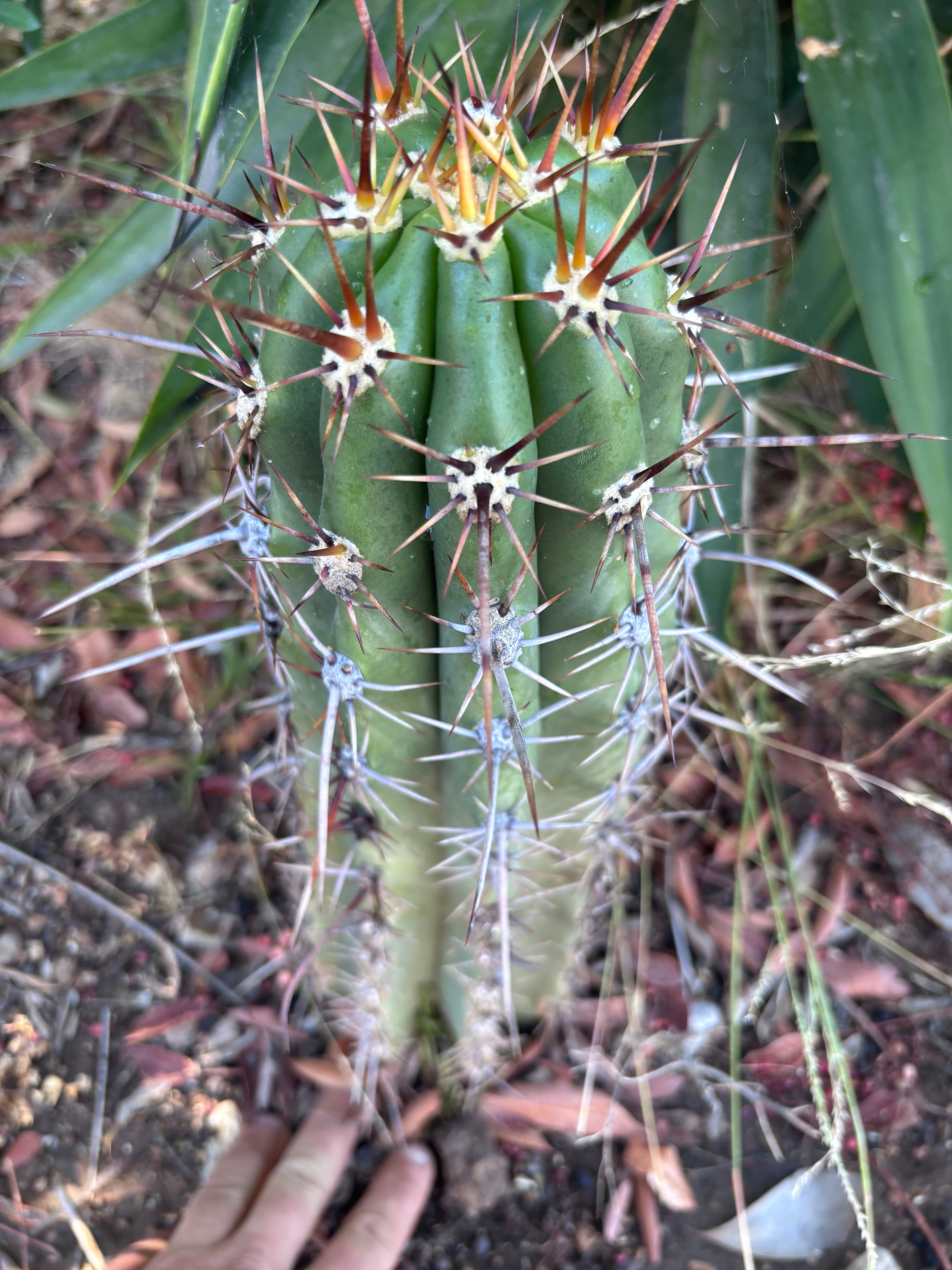 💎 Tacaquirensis — *Fully Rooted* 15”