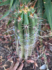 💎 Tacaquirensis — *Fully Rooted* 15”