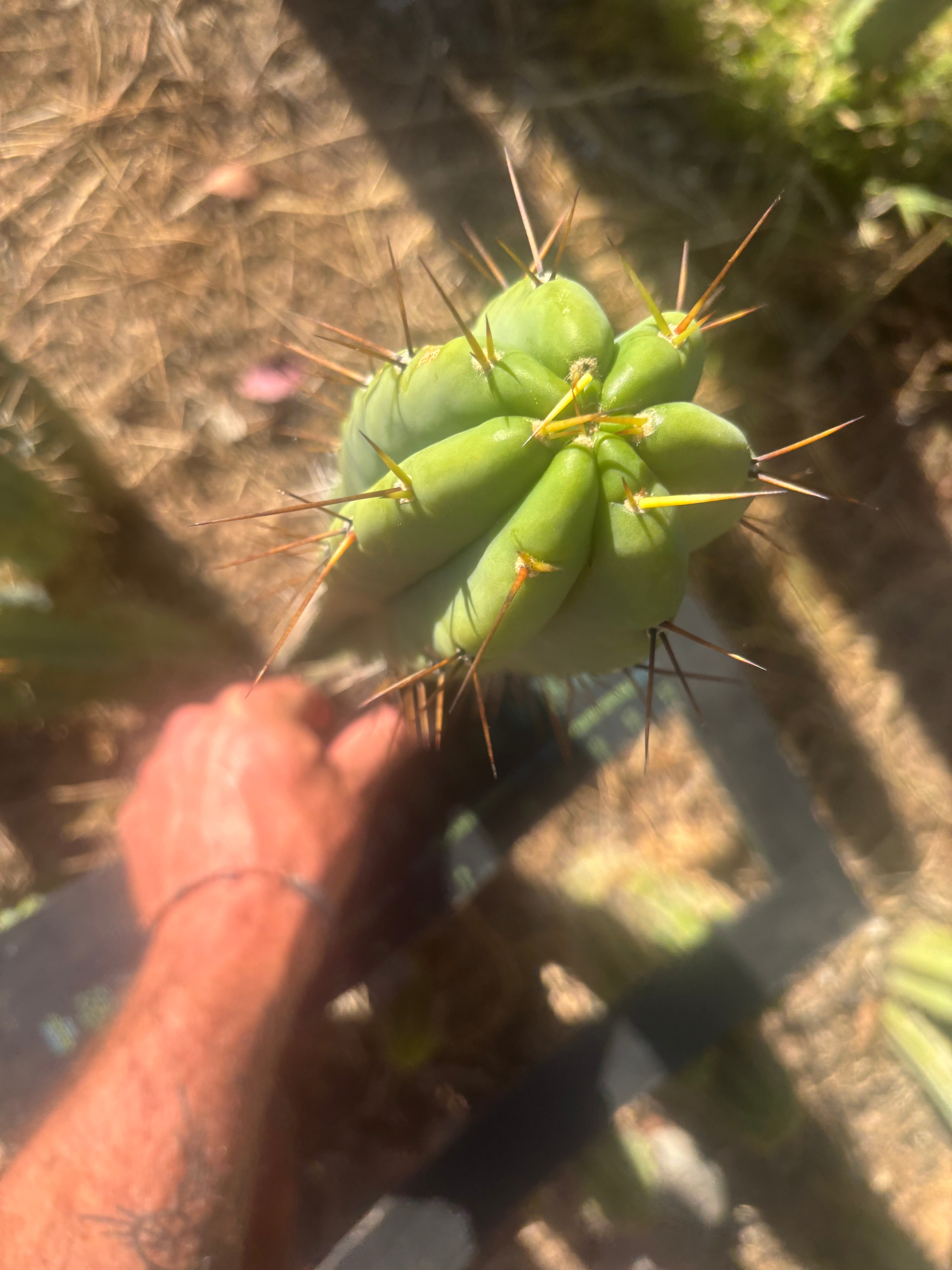 👑🌶️ CA1 Sherman — XL 14” Tip