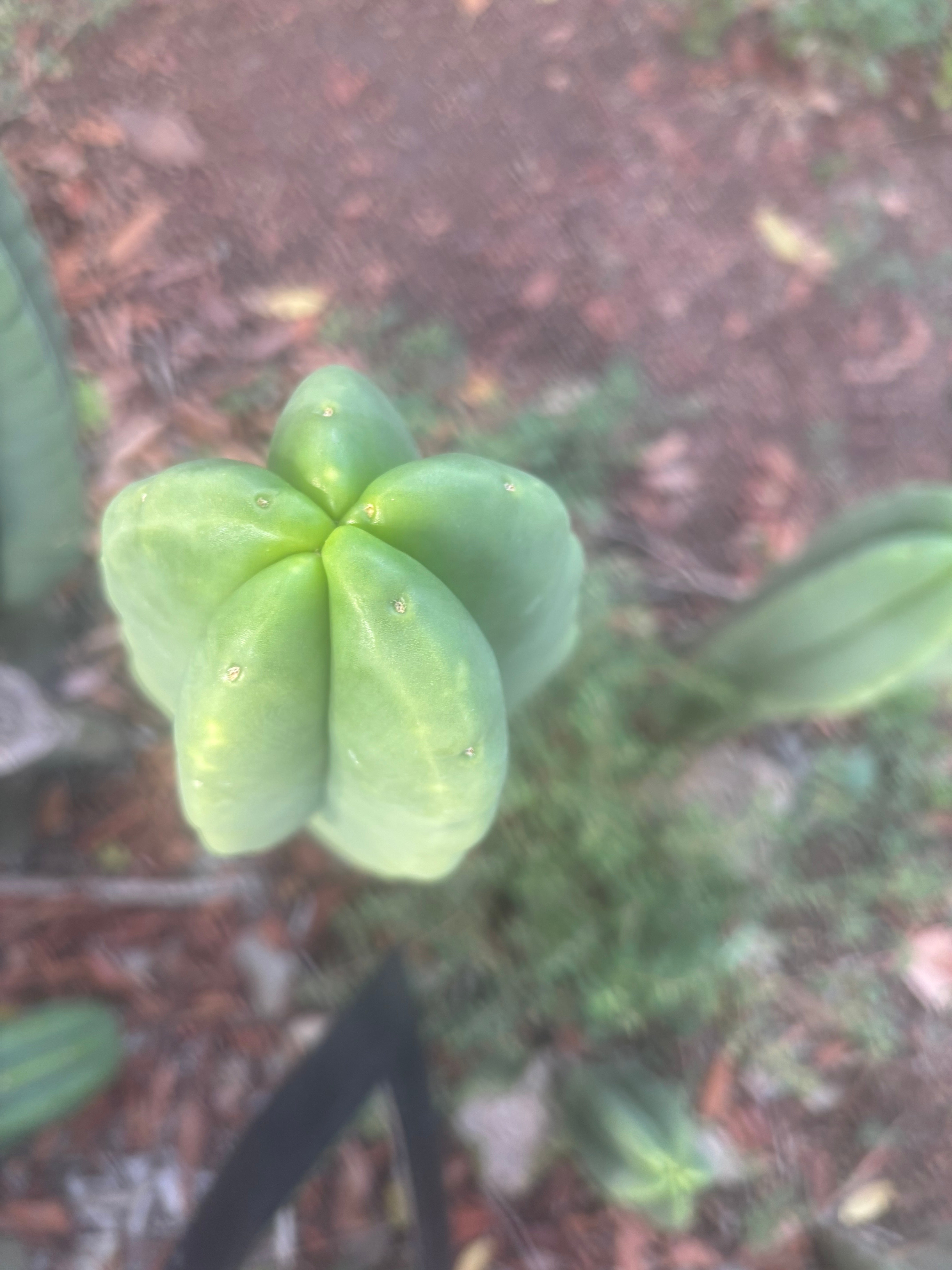 💎👑🌶️ Ferah — Chonky 8.5” Tip