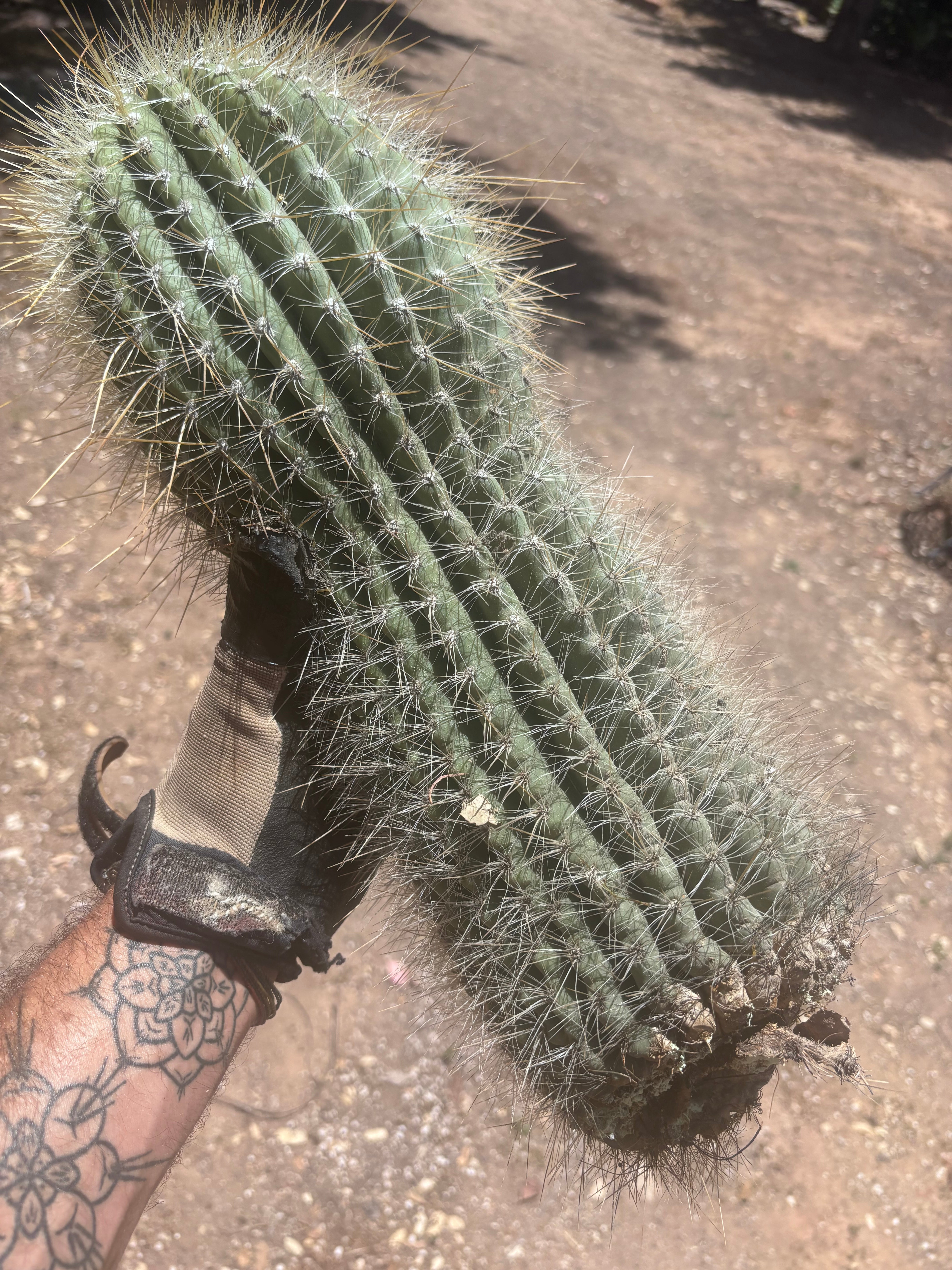 💎💎 T. Atacamensis — MASSIVE 17” Pup