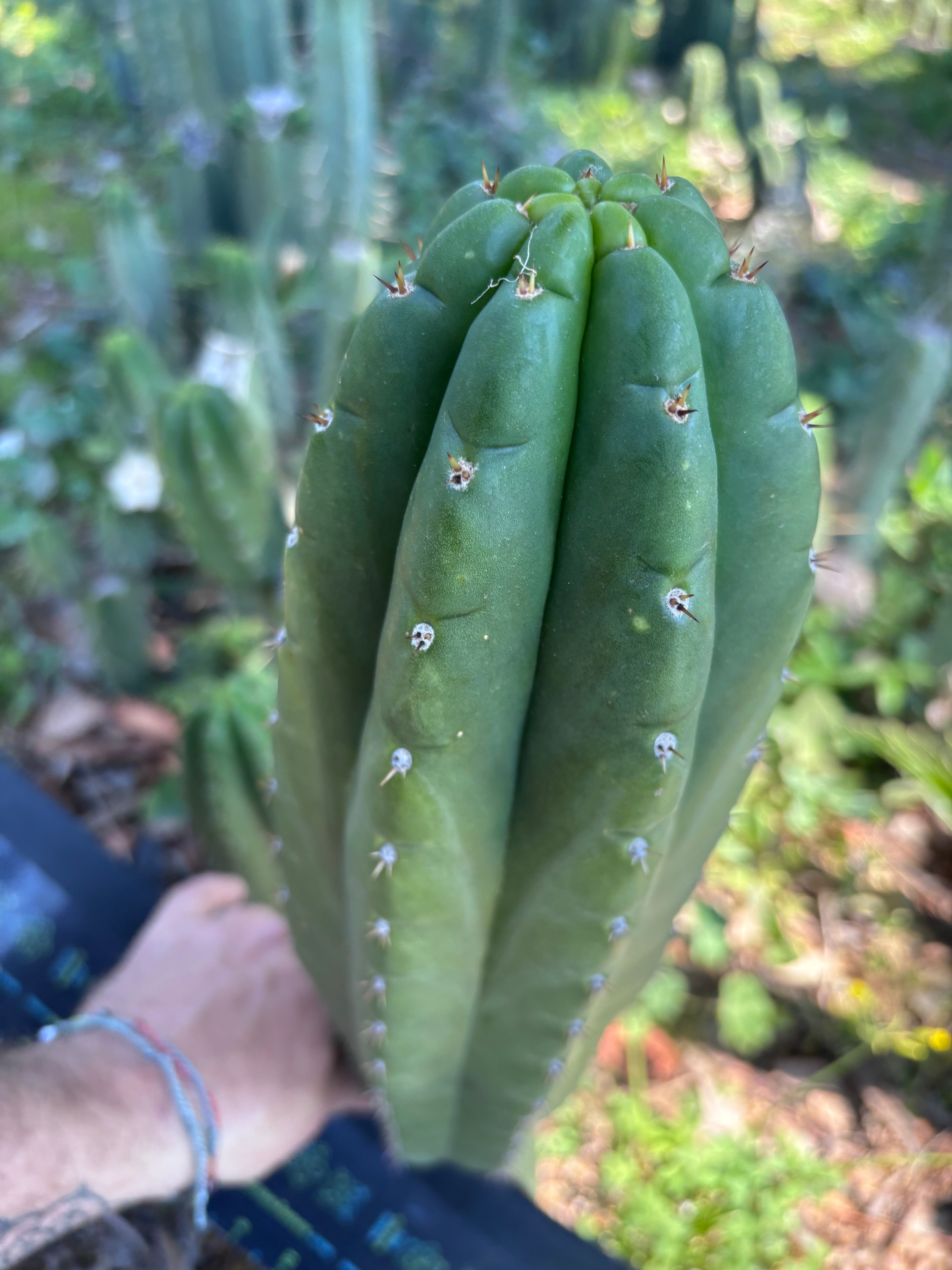 👑💎🌶️ Lima — MASSIVE 16” Pup
