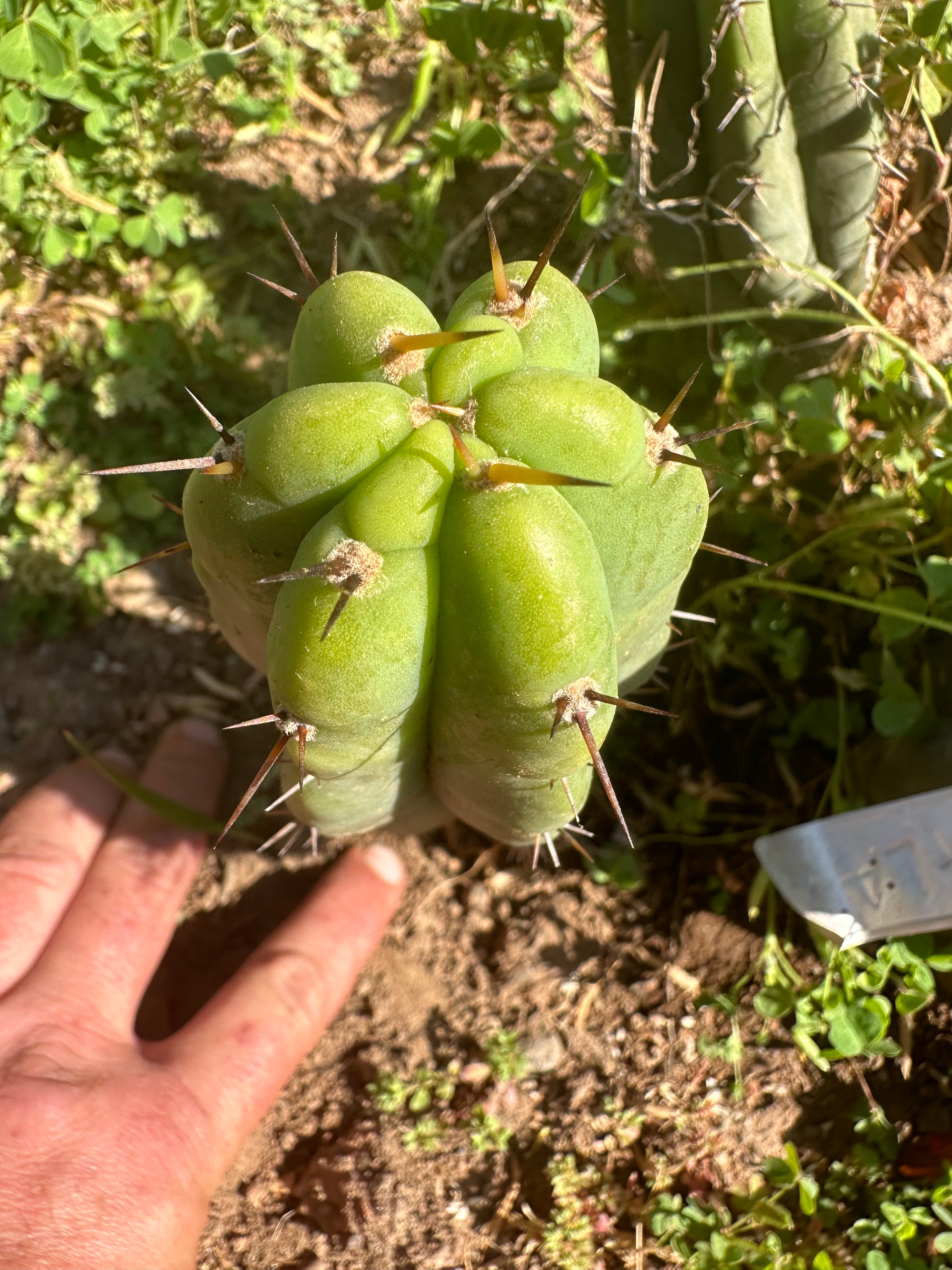 👑 🌶️ 🌶️ Pala! — Fully Rooted