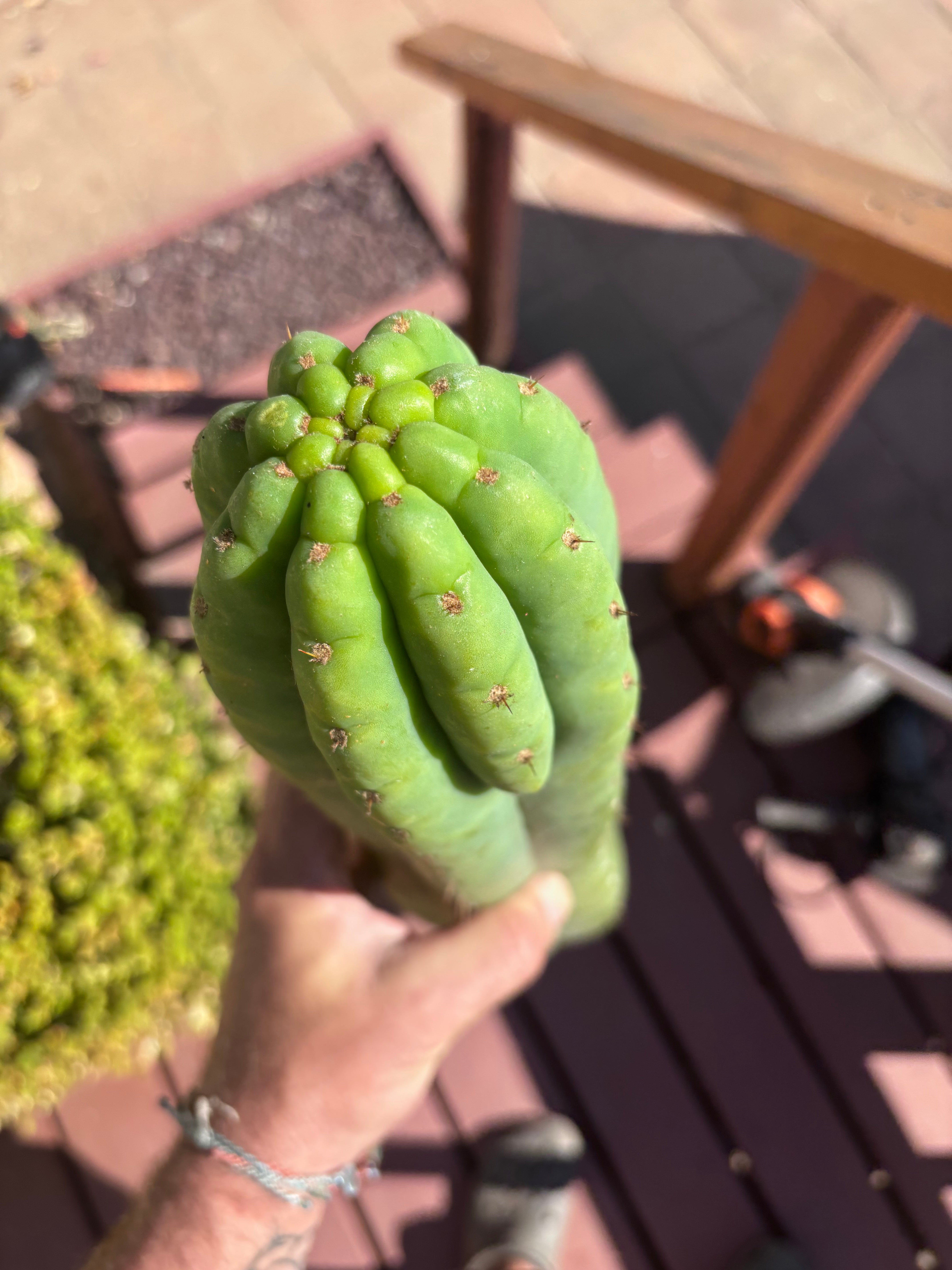 👑🌶️ Juuls Giant — XL 15” Tip