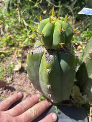 👑💎🌶️ Another CSD Graft