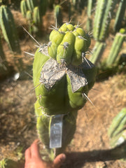 💎👑💎  Nubs! — XL Pup Graft